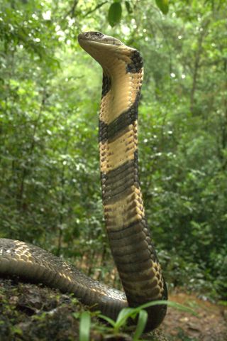 Low camera angle of the king cobra snake species, O. kaalinga.