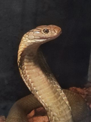 Next to the cobra snake species, O. salvatana.