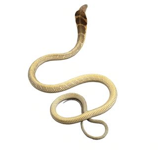 A species of king cobra, O. bangarus.