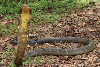 King cobra snake species, O. hannah with raised neck.