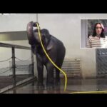 Watch a clever elephant use a hose to clean itself