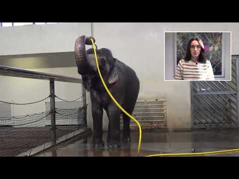 Watch a clever elephant use a hose to clean itself