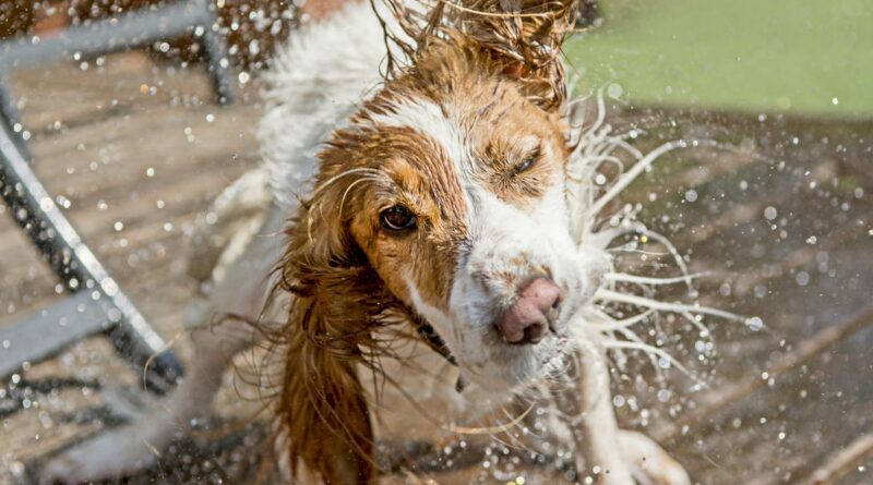 A cocker spaniel dog shaking water off